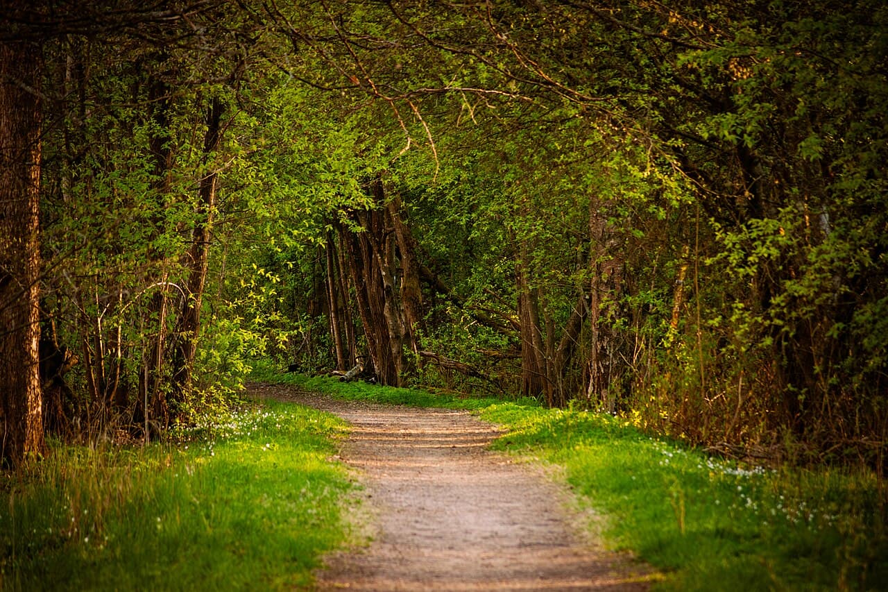 A dirt path winding through a lush green deciduous forest in spring