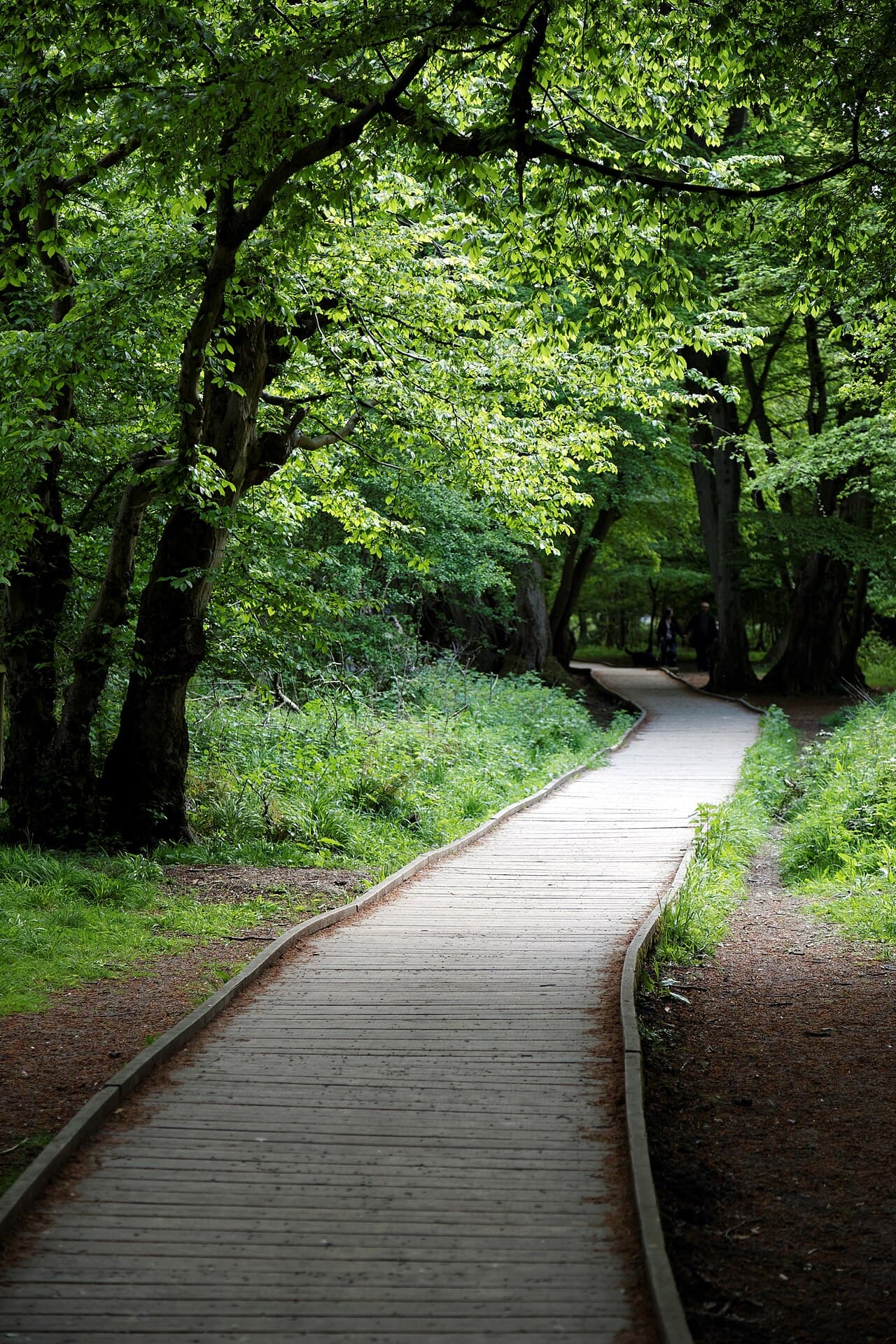An elevated wooden boardwalk path through a green woodland