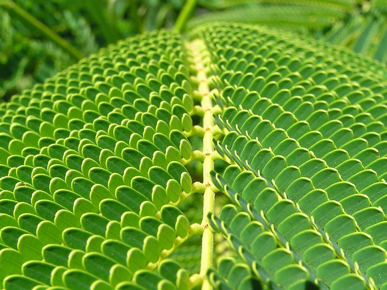 Detailed macro close-up of fern leaf structure