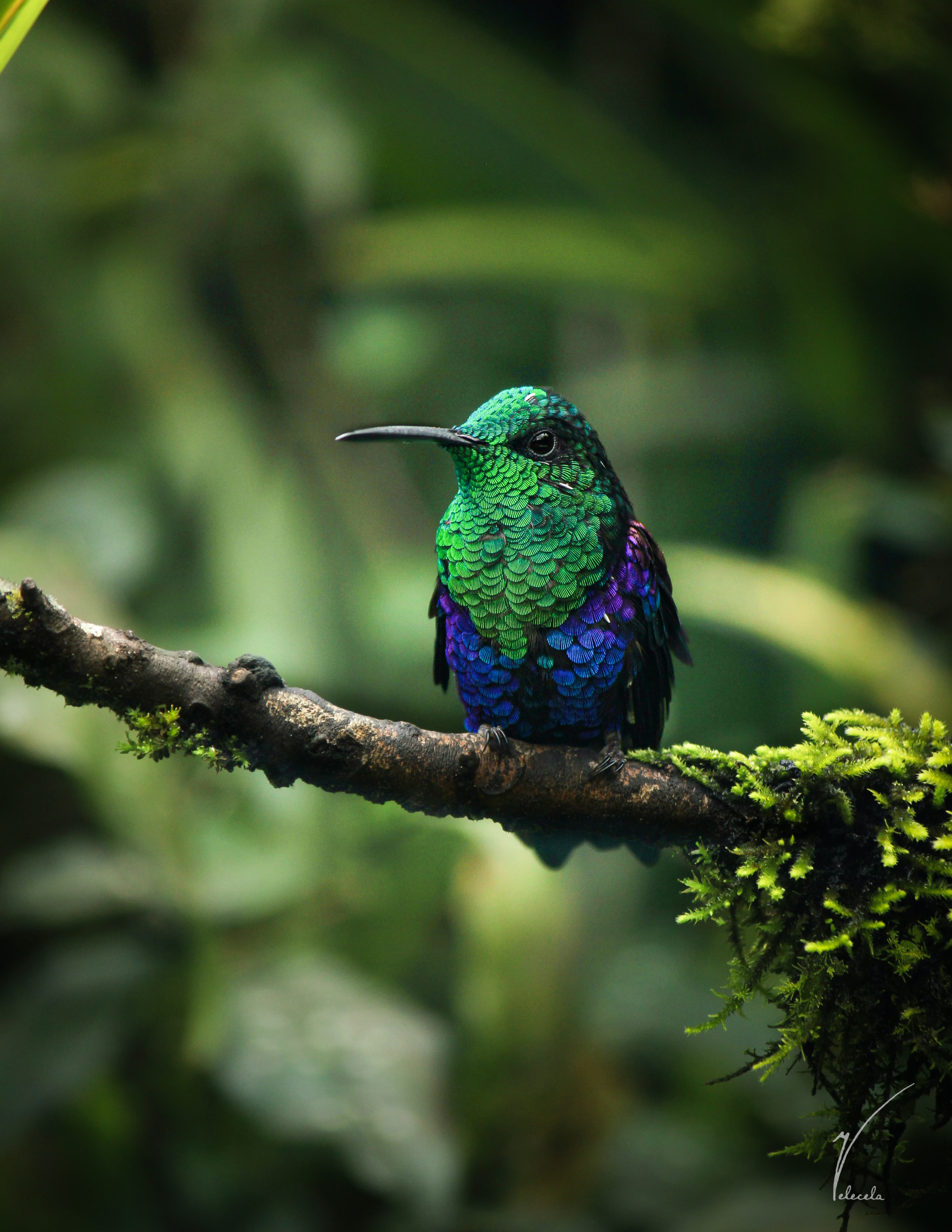A male green-crowned woodnymph hummingbird with an iridescent violet-blue body perched in the Mindo Cloud Forest