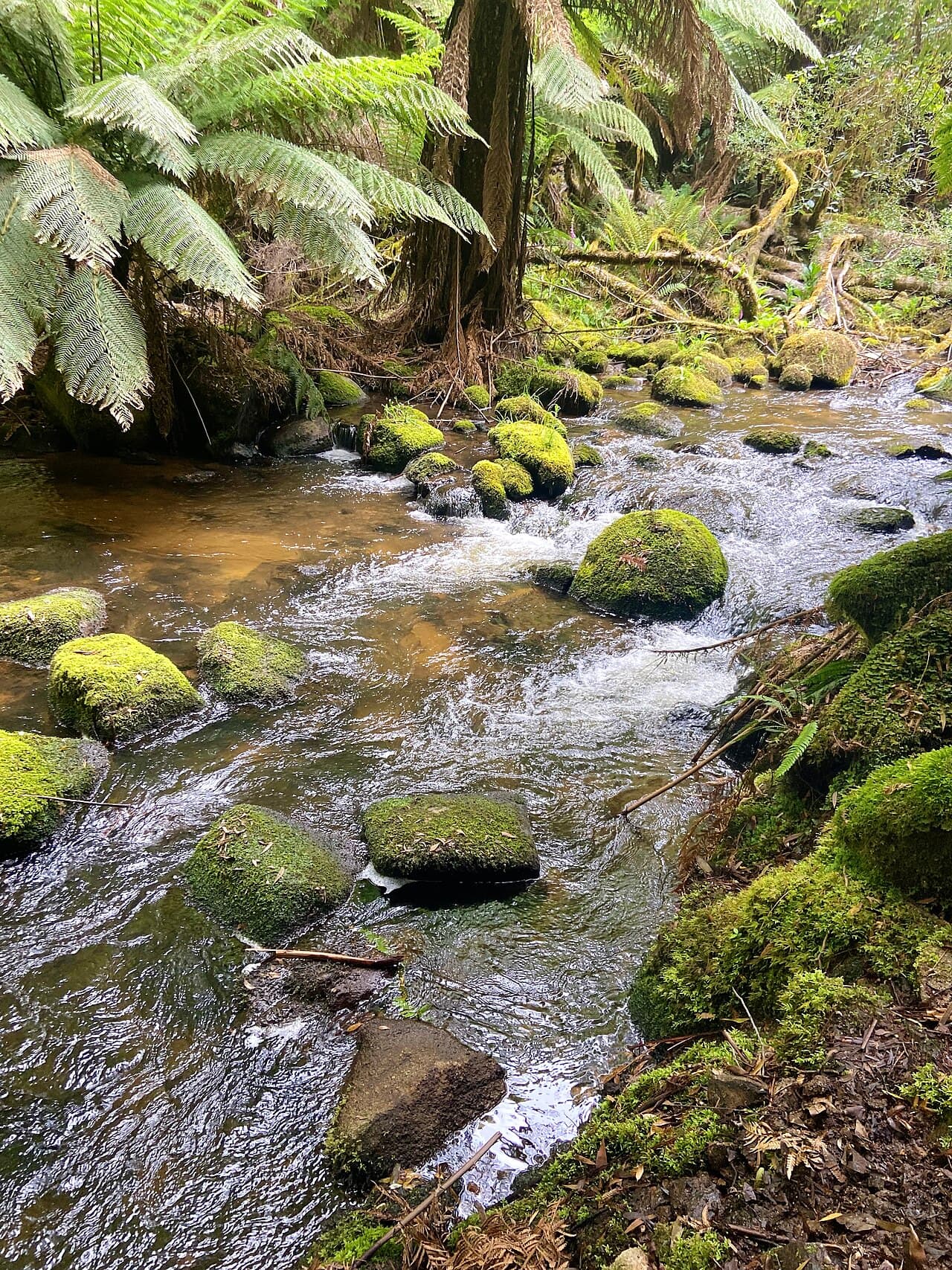 Mossy stones and towering ferns along a forest river path