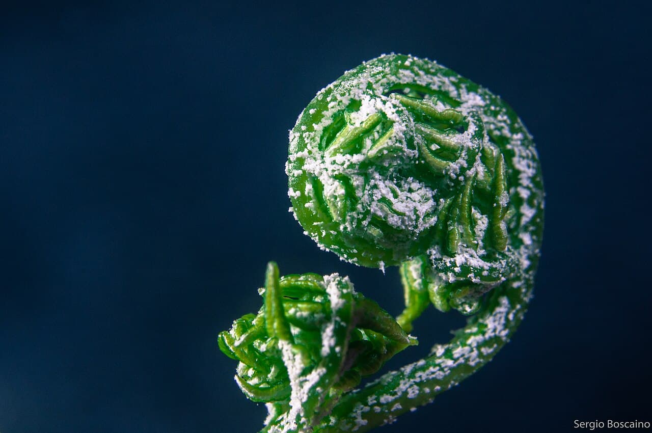 Macro close-up of a young fern frond just beginning to unfurl