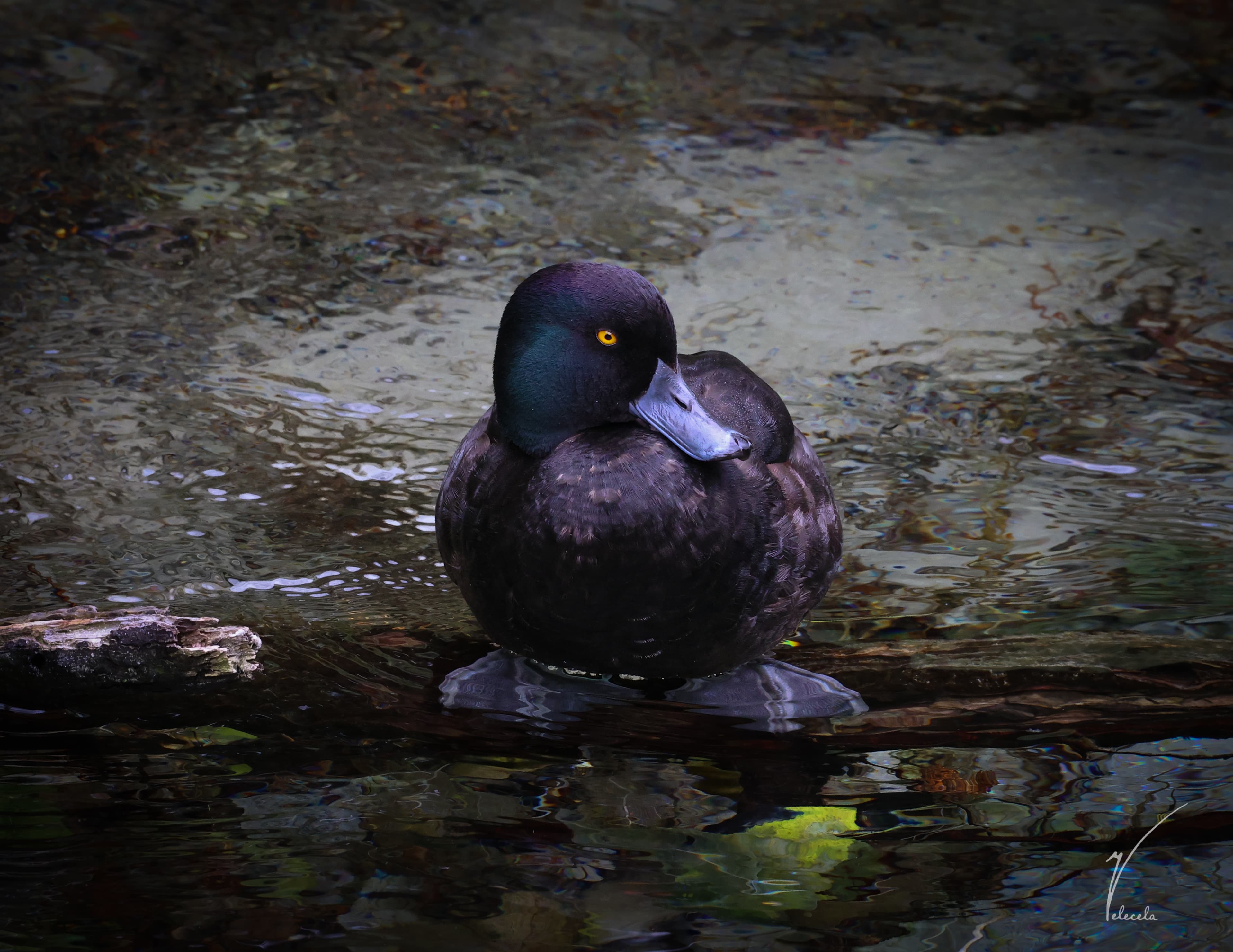 A Black Duck in pond