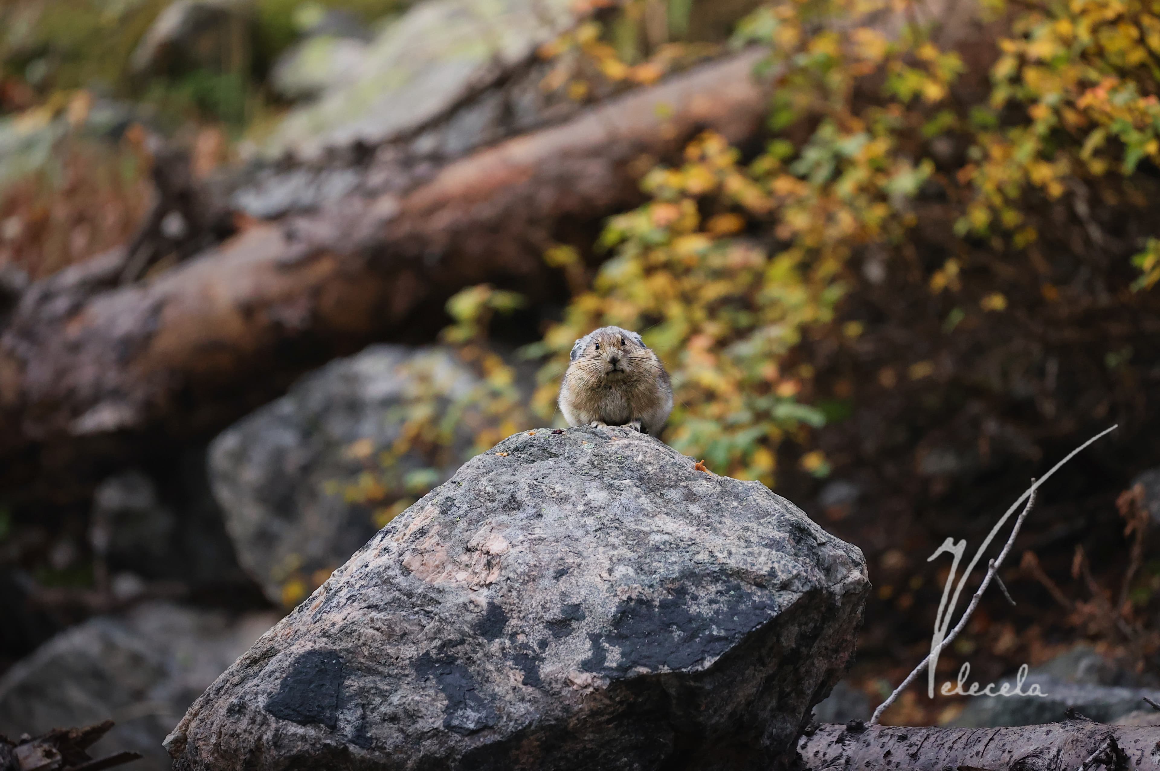 Squeak in the alpine air
